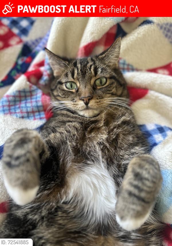 Lost Male Cat last seen Near moddle school, Fairfield, CA 94534