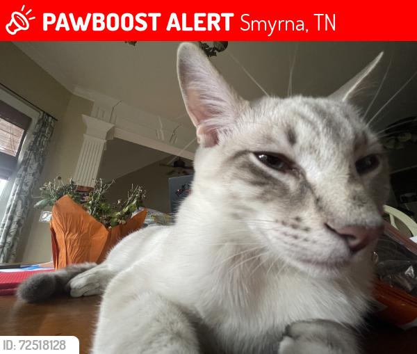 Lost Male Cat last seen Stonewood dr and almaville rd, Smyrna, TN 37167