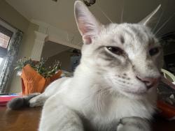 Lost Male Cat last seen Stonewood dr and almaville rd, Smyrna, TN 37167