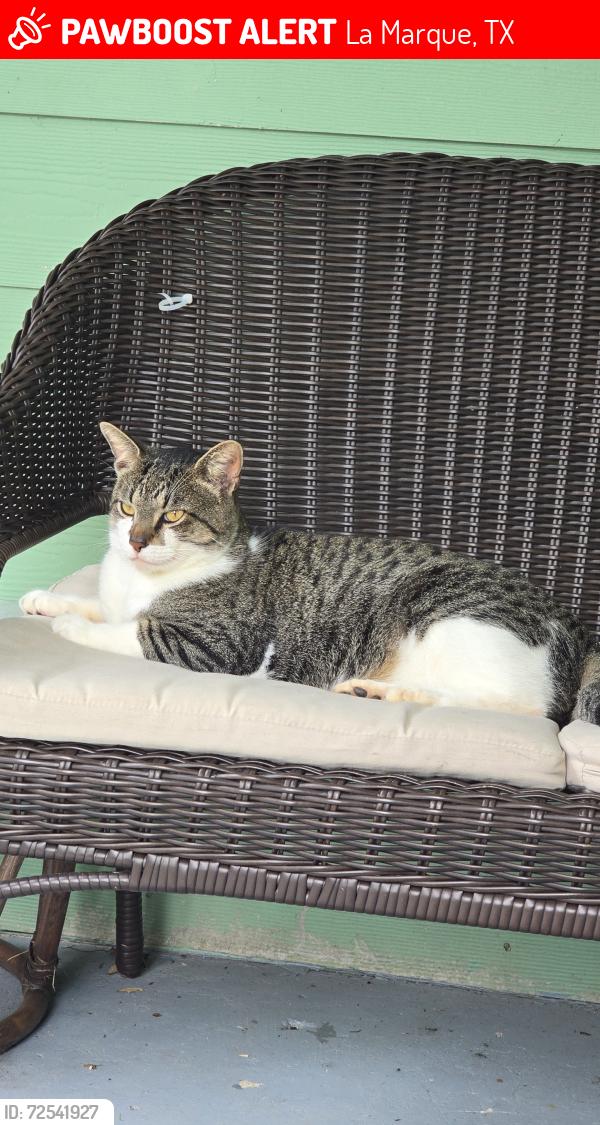 Lost Male Cat last seen He went missing near Prune St / Orange St / Plum St in La Marque., La Marque, TX 77568