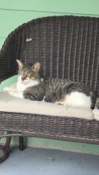 Lost Male Cat last seen He went missing near Prune St / Orange St / Plum St in La Marque., La Marque, TX 77568