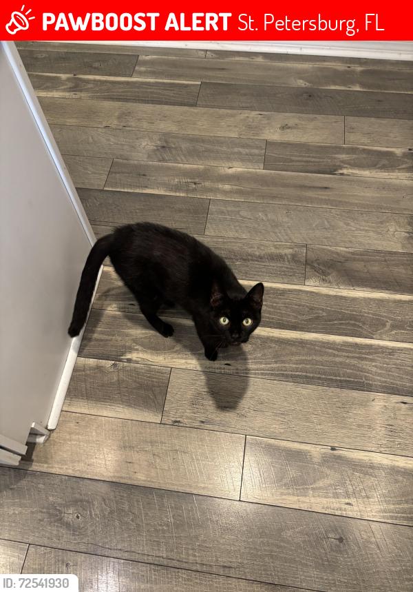 Lost Female Cat last seen Near th ave, St. Petersburg, FL 33713