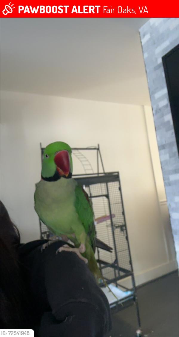 Lost Male Bird last seen apple orchard ct fairfax , Fair Oaks, VA 22033