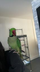 Lost Male Bird last seen apple orchard ct fairfax , Fair Oaks, VA 22033