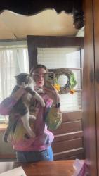 Reunited Male Cat last seen Golden Dawn, New Kensington, PA 15068