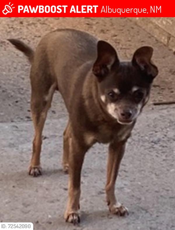 Lost Male Dog last seen 1Washington Dr. NE Albuquerque, NM 87110, Albuquerque, NM 87110