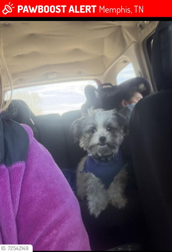 Lost Female Dog last seen She got out; my big dog opened the gate and she got out this morning., Memphis, TN 38106