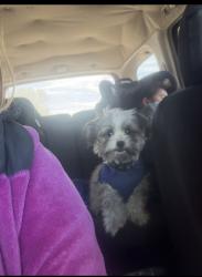 Lost Female Dog last seen She got out; my big dog opened the gate and she got out this morning., Memphis, TN 38106