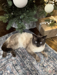 Lost Male Cat last seen Shadow Creek Dr &New Cut Rd, Inman, SC 29349