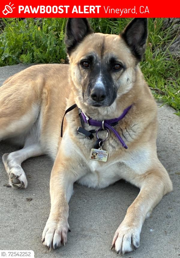 Lost Female Dog last seen Near Carmencita Ave, Vineyard, CA 95829