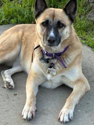 Lost Female Dog last seen Near Carmencita Ave, Vineyard, CA 95829