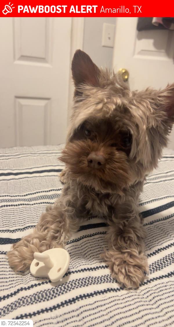 Lost Male Dog last seen Caprock High School area, S Marrs street, Amarillo, TX 79103