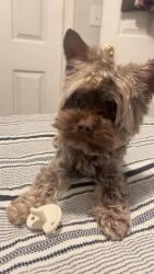 Lost Male Dog last seen Caprock High School area, S Marrs street, Amarillo, TX 79103