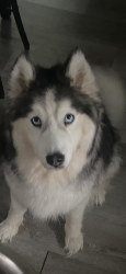 Lost Female Dog last seen , Silver Spring, MD 20903