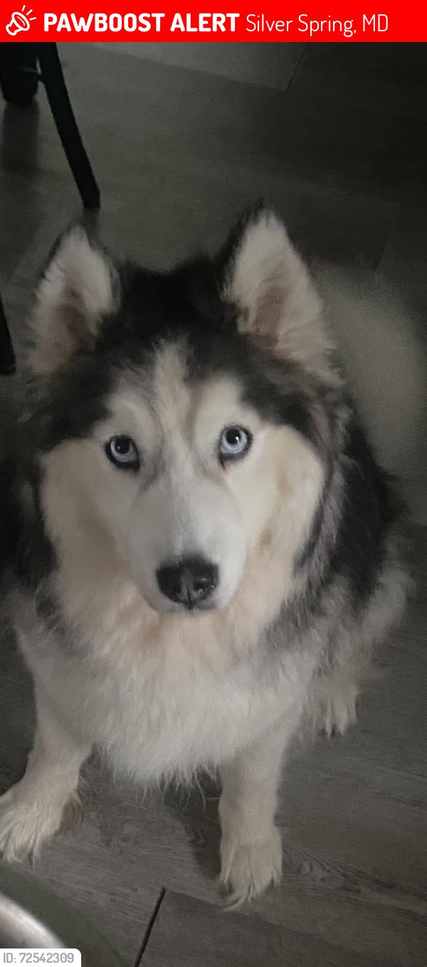 Lost Female Dog last seen , Silver Spring, MD 20903