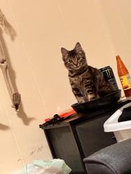 Lost Female Cat last seen Near Argonne dr, Morrow, GA 30260
