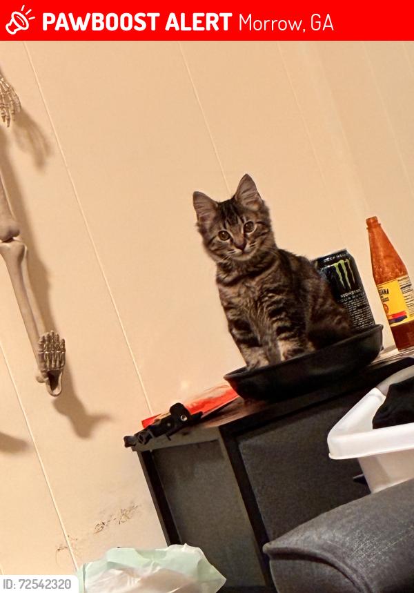 Lost Female Cat last seen Near Argonne dr, Morrow, GA 30260