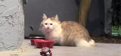 Found/Stray Unknown Cat last seen Paul buchman hwy, Zephyrhills, FL 33540