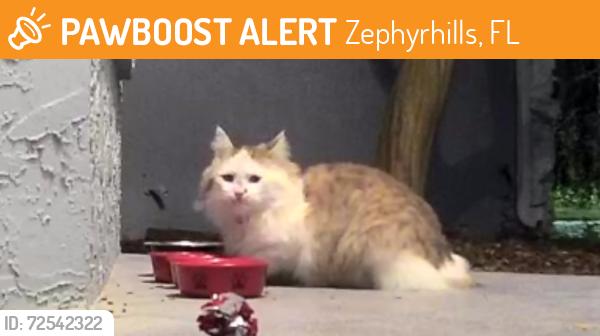 Found/Stray Unknown Cat last seen Paul buchman hwy, Zephyrhills, FL 33540