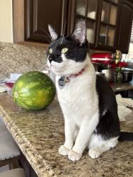 Lost Female Cat last seen Rosa Guerrero & Lupe Rivera, El Paso, TX 79936