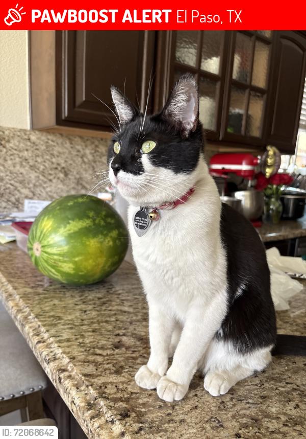 Lost Female Cat last seen Rosa Guerrero & Lupe Rivera, El Paso, TX 79936