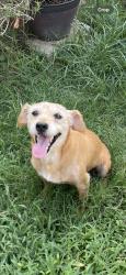 Lost Male Dog last seen Hollister and Bourgeois Rd, Houston, TX 77066
