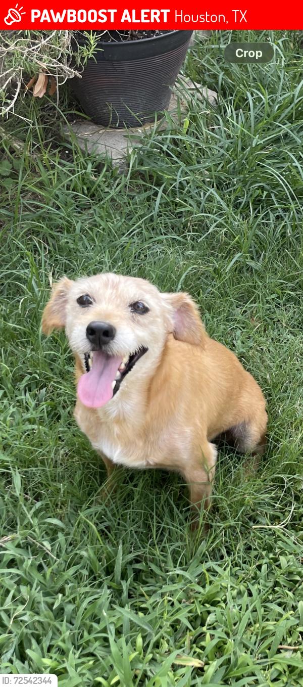 Lost Male Dog last seen Hollister and Bourgeois Rd, Houston, TX 77066