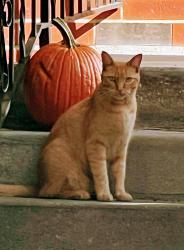 Lost Male Cat last seen 95th snd Outlook Dr, Overland Park, KS 66207