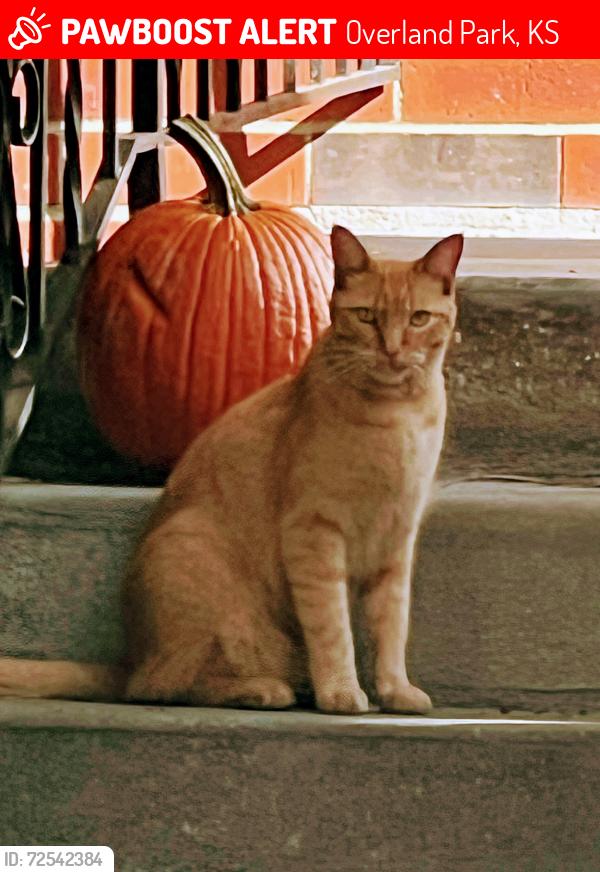 Lost Male Cat last seen 95th snd Outlook Dr, Overland Park, KS 66207