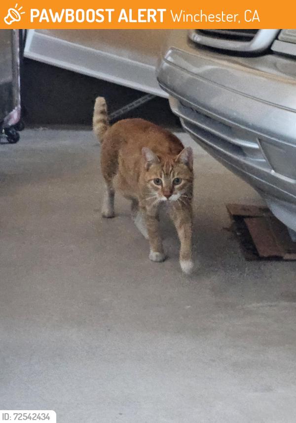Found/Stray Unknown Cat last seen Frontier loop and Menifee rd, Winchester, CA 92596