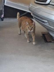 Found/Stray Unknown Cat last seen Frontier loop and Menifee rd, Winchester, CA 92596