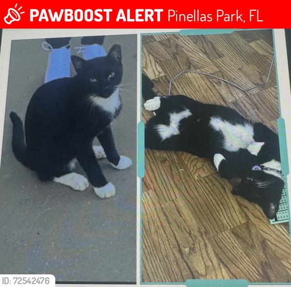 Lost Male Cat last seen 49th street, Pinellas Park, FL 33781