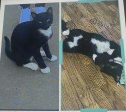 Lost Male Cat last seen 49th street, Pinellas Park, FL 33781