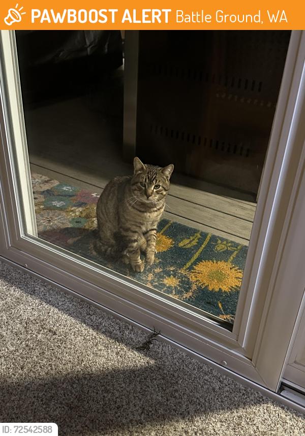Found/Stray Male Cat last seen NE 179th St. & NE 97th Ave., Battle Ground, WA 98604