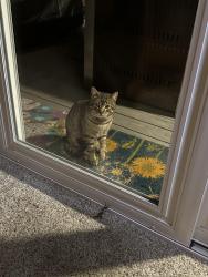 Found/Stray Male Cat last seen NE 179th St. & NE 97th Ave., Battle Ground, WA 98604