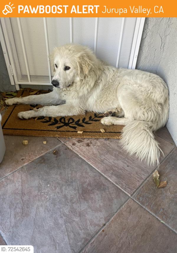Found/Stray Male Dog last seen Benedict ests. Wegman and Gail Dr, Jurupa Valley, CA 92509