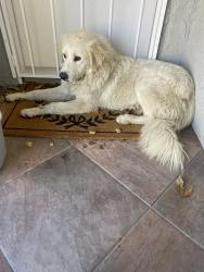 Found/Stray Male Dog last seen Benedict ests. Wegman and Gail Dr, Jurupa Valley, CA 92509