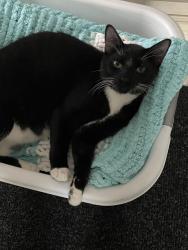 Lost Male Cat last seen Westpark preserve blvd , Tampa, FL 33625