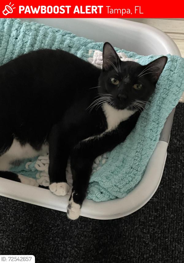 Lost Male Cat last seen Westpark preserve blvd , Tampa, FL 33625