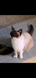 Lost Female Cat last seen Military trail and Investment lane, Palm Beach Gardens, FL 33410
