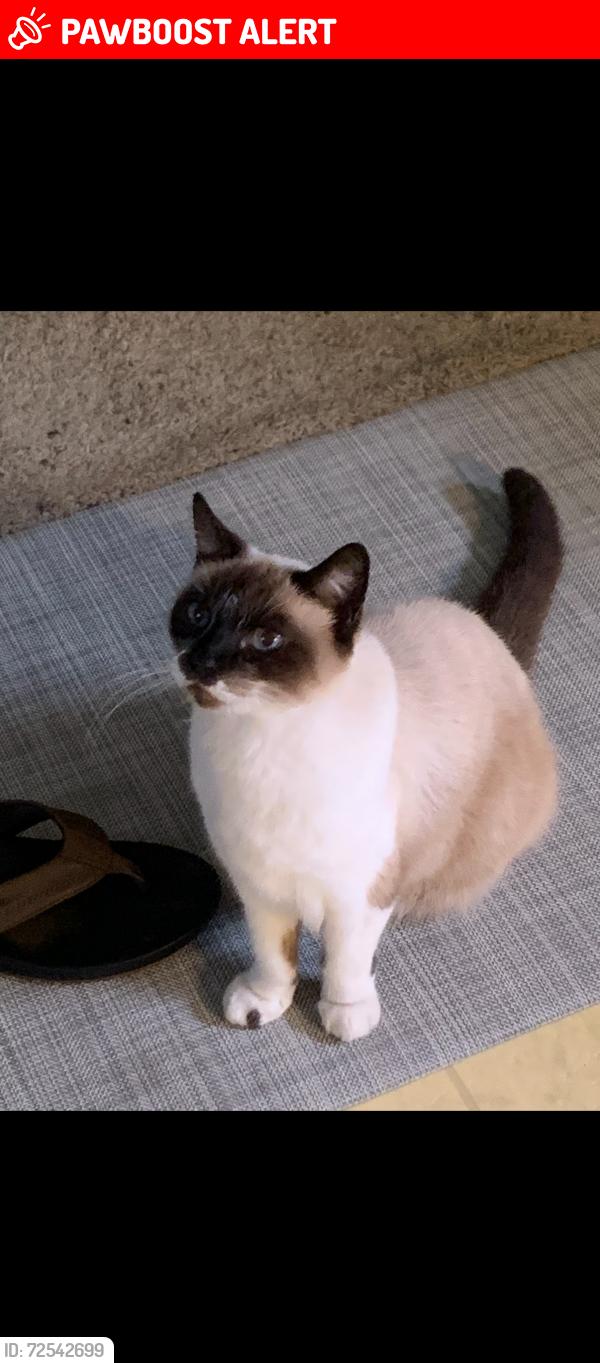 Lost Female Cat last seen Military trail and Investment lane, Palm Beach Gardens, FL 33410