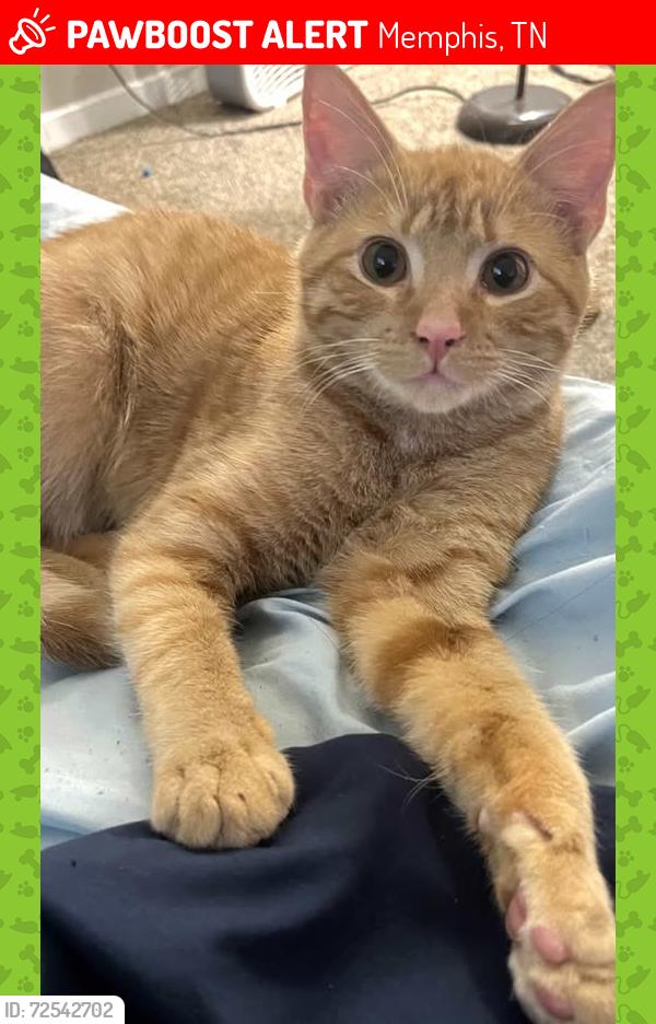 Lost Male Cat last seen Mt Moriah, Memphis, TN 38115