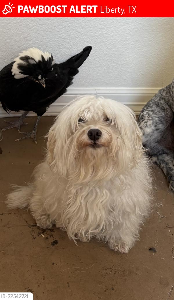 Lost Male Dog last seen Hardin intermediate school, Liberty, TX 77575