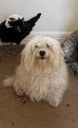 Lost Male Dog last seen Hardin intermediate school, Liberty, TX 77575