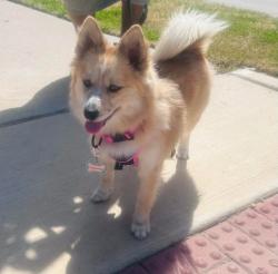 Reunited Female Dog last seen Hercules and Sherman, Denton, TX 76209