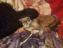 Lost Female Cat last seen Colony drive, Winchester, CT 06098
