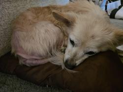 Lost Female Dog last seen W Bullard Ave and N Cecilia Ave / West Figarden Loop Area , Fresno, CA 93722
