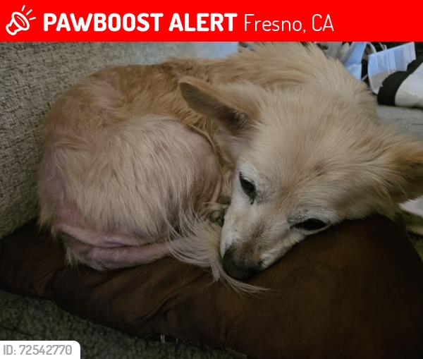 Lost Female Dog last seen W Bullard Ave and N Cecilia Ave / West Figarden Loop Area , Fresno, CA 93722