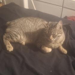 Lost Male Cat last seen Lake Elmo Drive , Billings, MT 59105