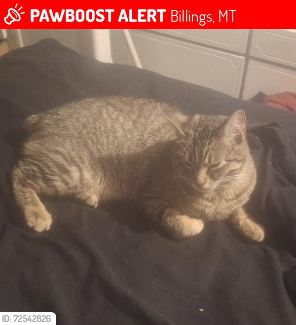 Lost Male Cat last seen Lake Elmo Drive , Billings, MT 59105